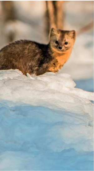野生動物