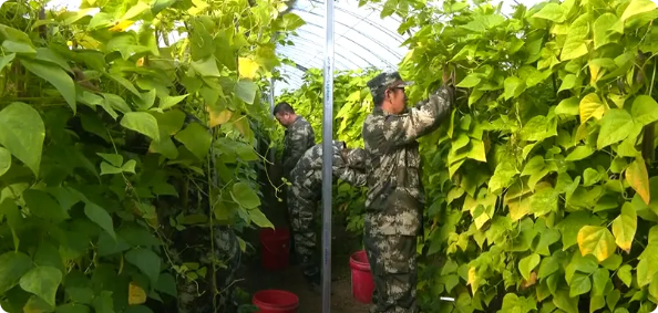 【產業富企】清河：紫花油豆喜獲豐收