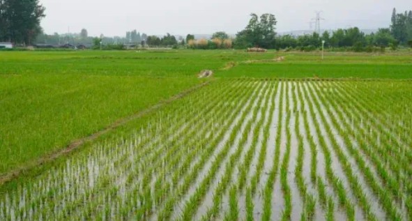 【生態立企】山河屯：守好黑土良田沃土 筑牢糧食安全根基