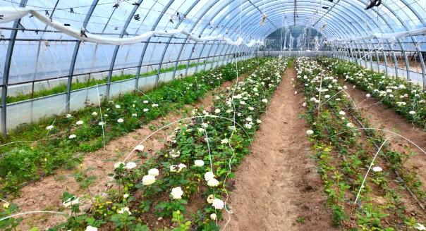【產業富企】鶴立：大棚試種鮮切花 拓寬苗圃增收路