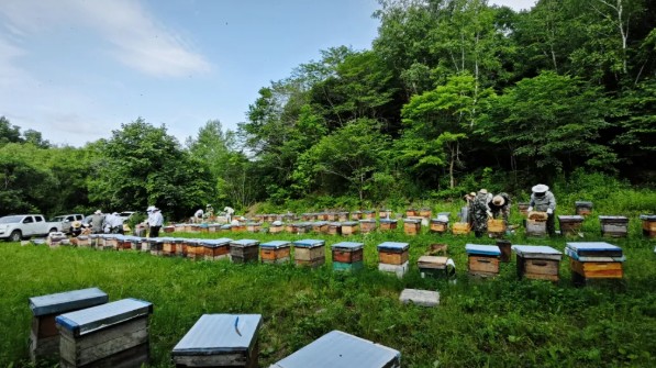 【產業富企】迎春：林海釀蜜豐收忙 甜蜜產業再添新收成