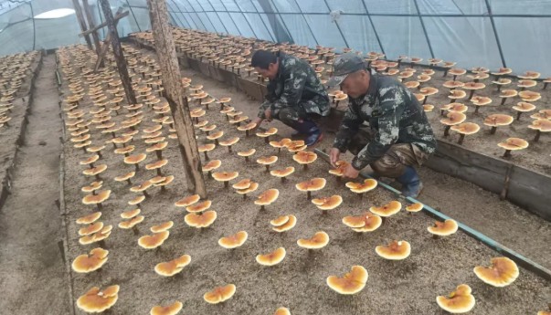 【產業富企】亞布力：試種靈芝結碩果 特色產業助增收