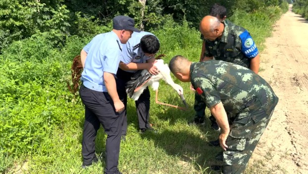 【生態立企】迎春：林警聯動救助“鳥中大熊貓”