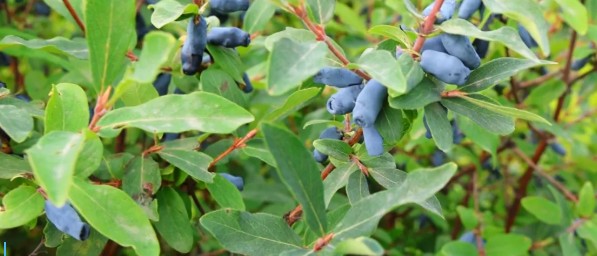 【產業富企】通北：科創賦能讓寒地藍靛果實現高值蝶變