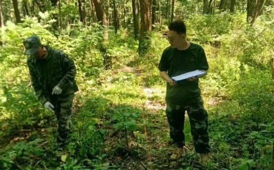 山河屯：嚴控撫育作業質量 守護森林生態底色